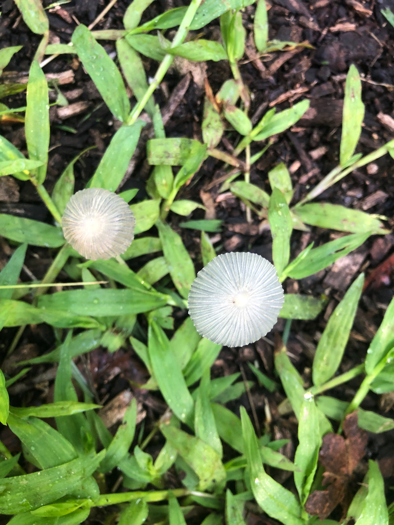 Trooping Crumble Cap · August 2026 · photo: Photo: (c) Luis Ángel Niño Barreat, some rights reserved (CC BY) · iNaturalist