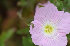 Diabrotica longicornis