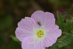 Diabrotica longicornis