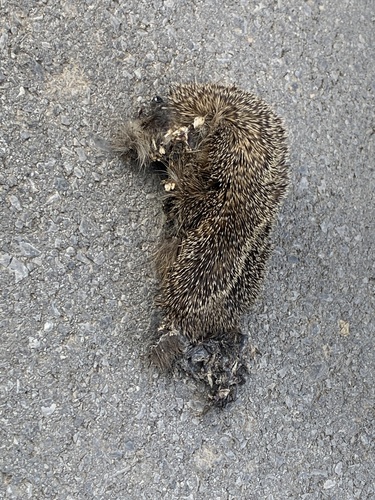 Northern White-breasted Hedgehog