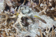 Koumansetta rainfordi