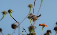 Cisticola erythrops