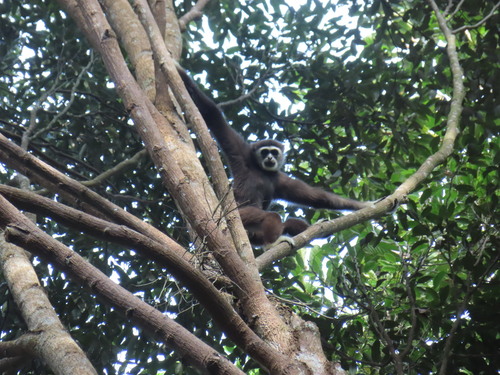 Malaysian Lar Gibbon