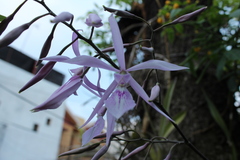 Encyclia adenocaula