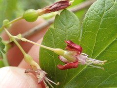 Ribes divaricatum divaricatum