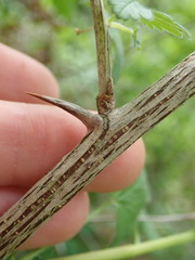 Ribes divaricatum divaricatum