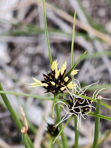 Schoenus curvifolius, 2026-07-26