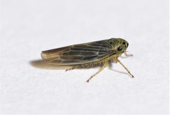 Macrosteles lepidus