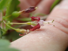 Ribes divaricatum divaricatum