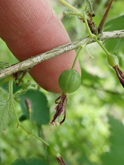 Ribes divaricatum divaricatum