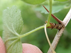 Ribes divaricatum divaricatum