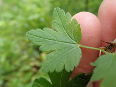 Ribes divaricatum divaricatum