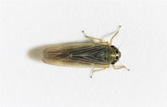 Macrosteles lepidus