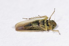 Macrosteles lepidus