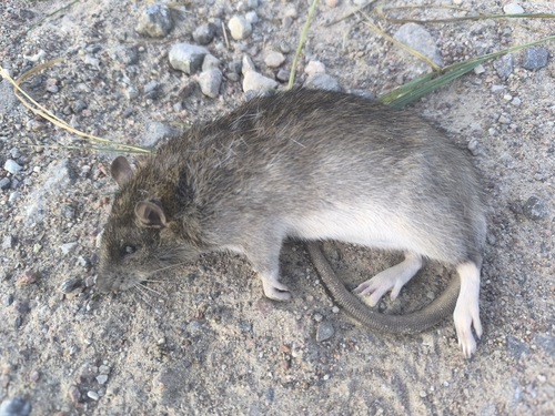 Brown Rat