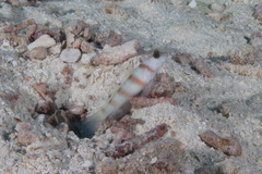 Amblyeleotris steinitzi