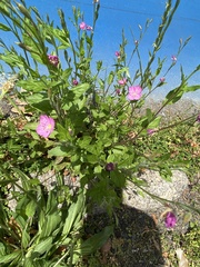 Oenothera rosea