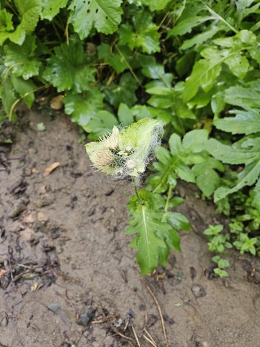 Cabbage Thistle
