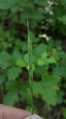 Elymus glaucus glaucus