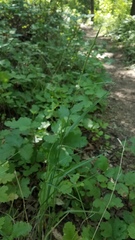 Elymus glaucus glaucus