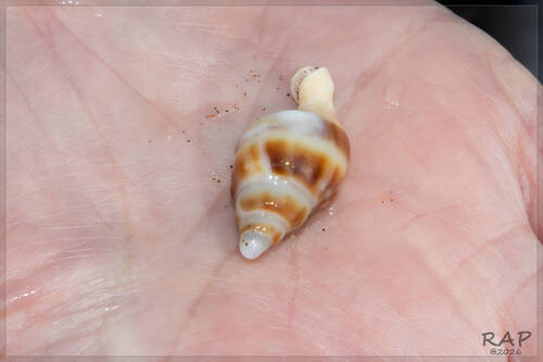 Buccinanops monilifer observed 2026-07-29
