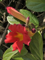 Amphilophium