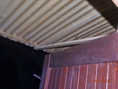 Lagonosticta senegala rendalli