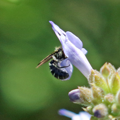 Protosmia rubifloris