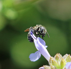 Protosmia rubifloris