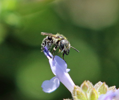 Protosmia rubifloris