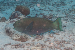 Chlorurus microrhinos