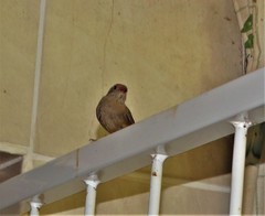 Lagonosticta senegala rendalli