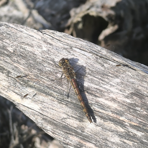 Vagrant Darter