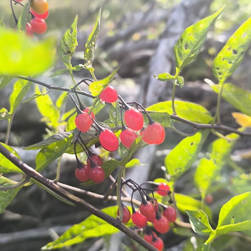 bittersweet nightshade