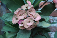 Euphorbia × lomi