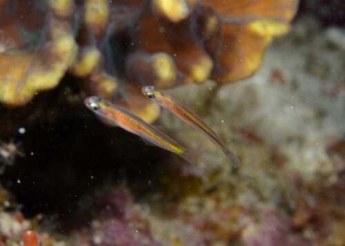 Naked dartfish (Parioglossus nudus) — Microdesmidae — 2