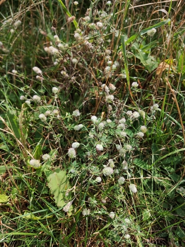 rabbitfoot clover