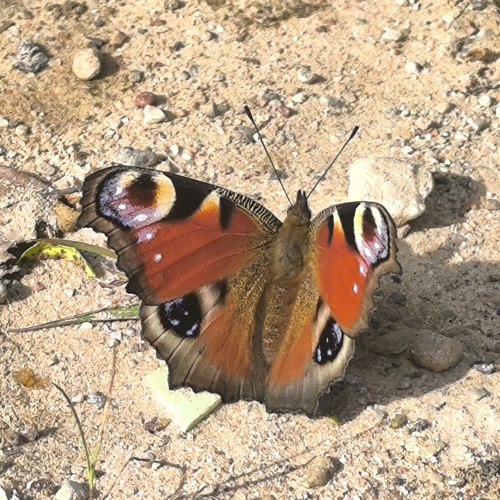 European Peacock Butterfly