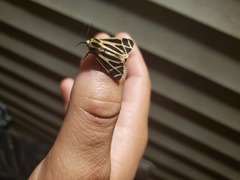 Apantesis phalerata