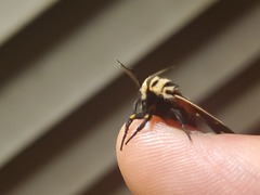 Apantesis phalerata