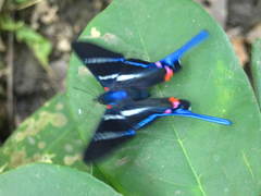 Rhetus arcius thia