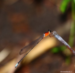 Indosticta deccanensis