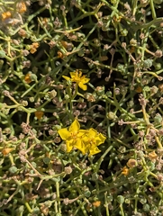 Verbascum spinosum
