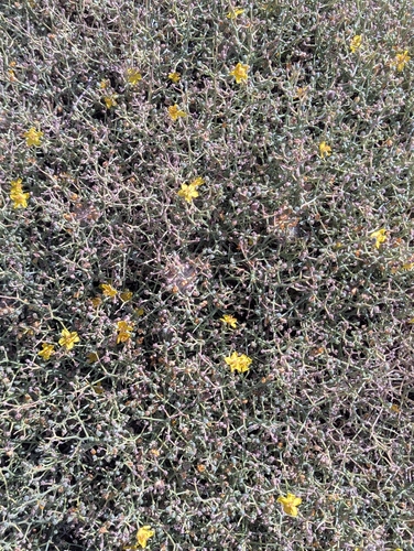 Verbascum spinosum, photograph 2