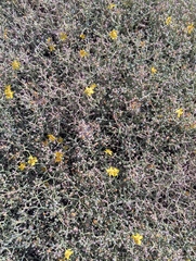 Verbascum spinosum, photograph (c) Sam J. Thomas, some rights reserved (CC BY)