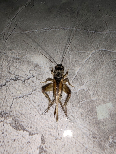 Svercacheta siamensis