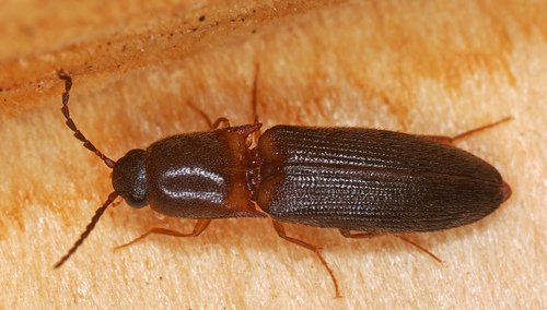 Megapenthes, 2026-08-06