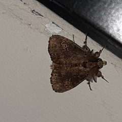 Dasychira chekiangensis