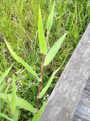 Dichanthelium scoparium