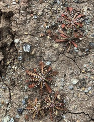 Malacothrix floccifera